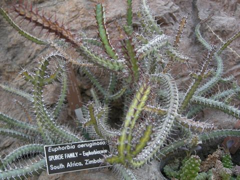 Euphorbia aeruginosa