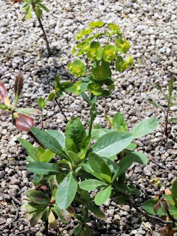 Euphorbia amygdaloides var. robbiae