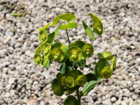 Euphorbia amygdaloides var. robbiae