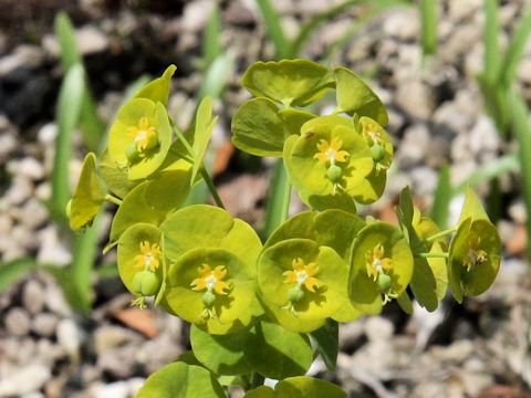 Euphorbia amygdaloides var. robbiae