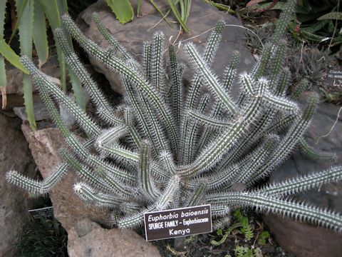 Euphorbia baioensis