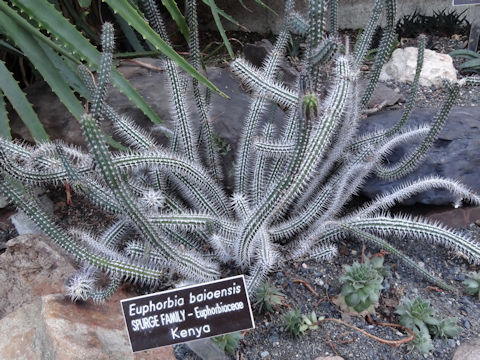 Euphorbia baioensis