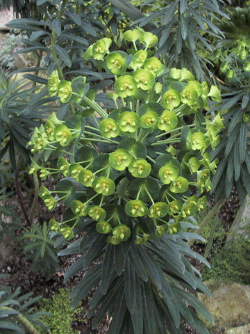 Euphorbia characias