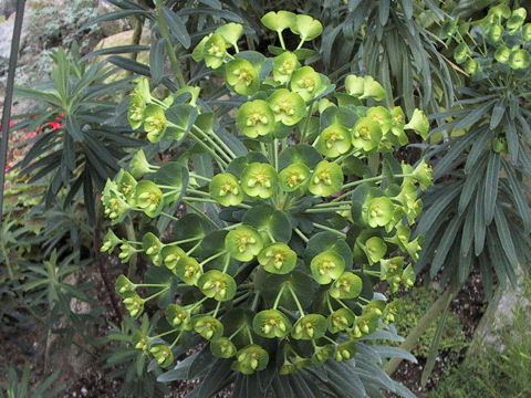 Euphorbia characias