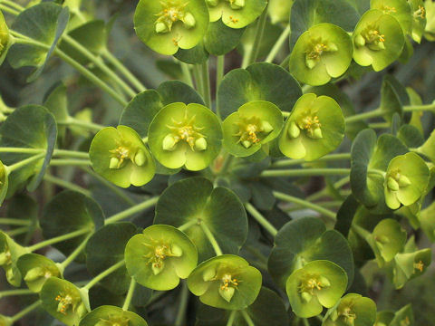 Euphorbia characias