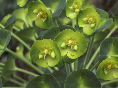 Euphorbia characias