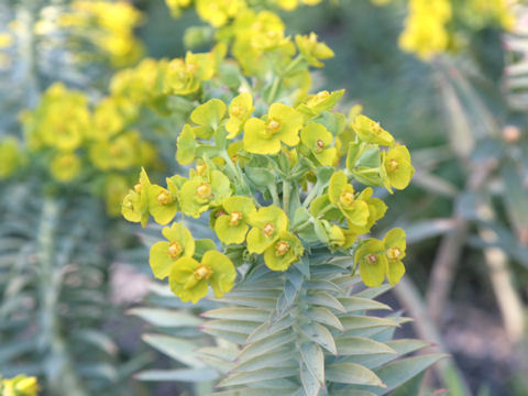 Euphorbia characias