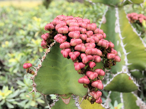 Euphorbia cooperi