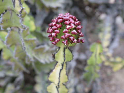 Euphorbia cooperi