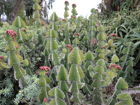 Euphorbia cooperi