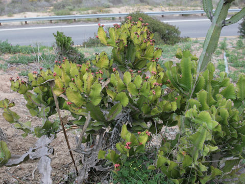 Euphorbia cooperi