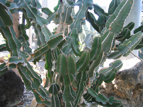 Euphorbia cooperi