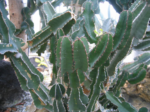 Euphorbia cooperi