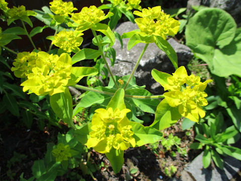 Euphorbia cornigera