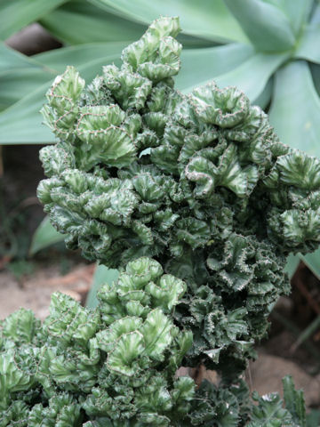 Euphorbia lactea cv. Cristata