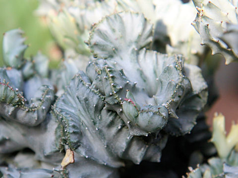 Euphorbia lactea cv. Cristata