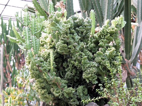 Euphorbia lactea cv. Cristata