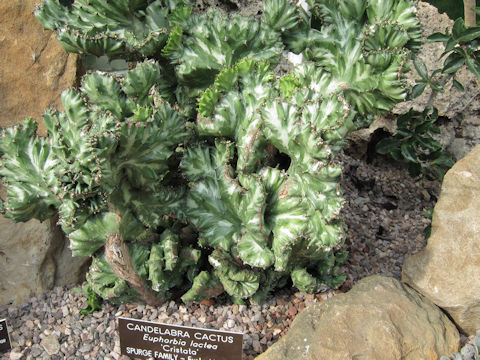 Euphorbia lactea cv. Cristata