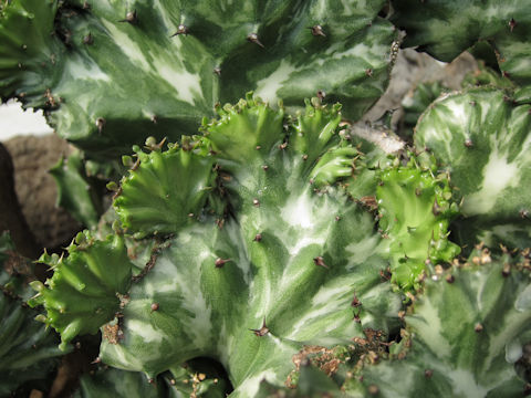 Euphorbia lactea cv. Cristata