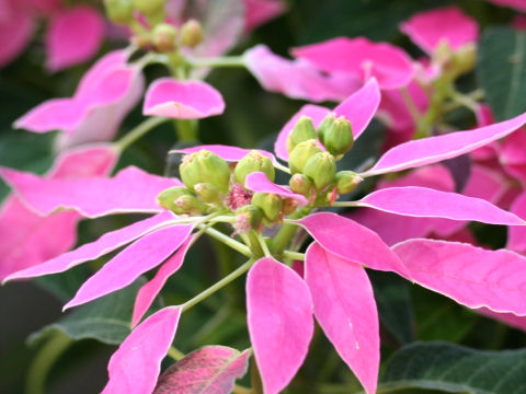 Euphorbia hybrids cv. Dolce Rosa