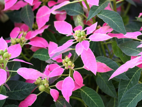 Euphorbia hybrids cv. Dolce Rosa