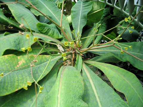 Euphorbia perrieri var. elongata