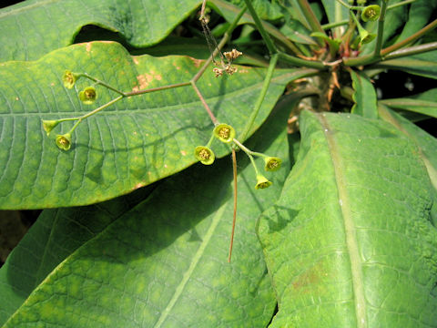 Euphorbia perrieri var. elongata