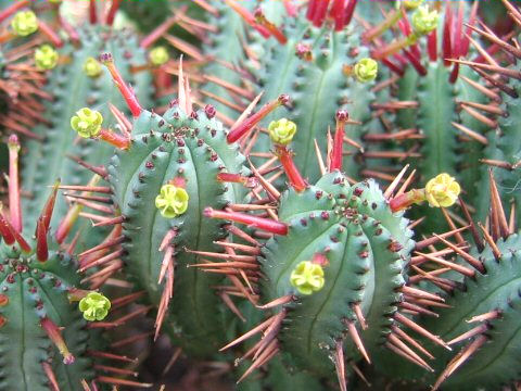 Euphorbia enopla