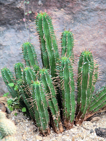 Euphorbia enopla