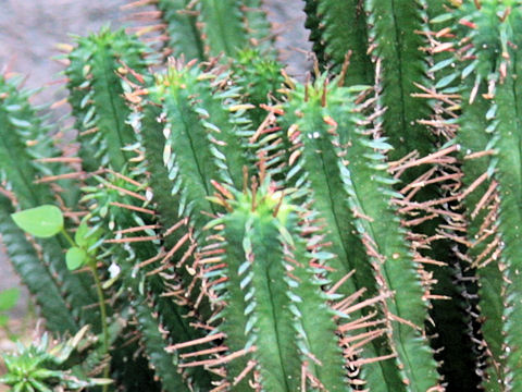 Euphorbia enopla