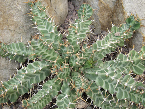 Euphorbia enormis