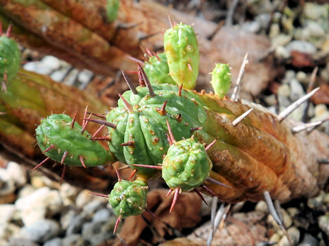 Euphorbia ferox