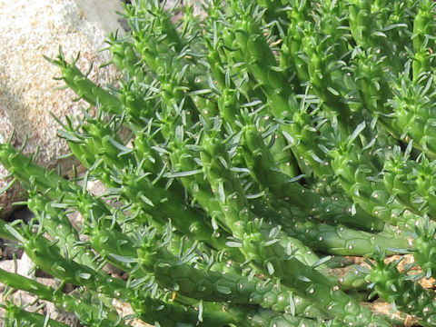 Euphorbia flanaganii