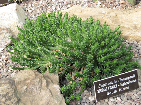 Euphorbia flanaganii