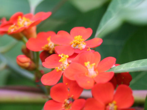 Euphorbia fulgens