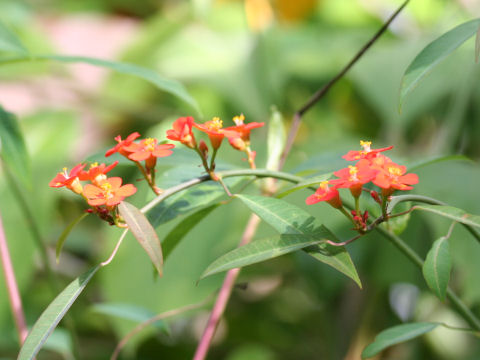 Euphorbia fulgens