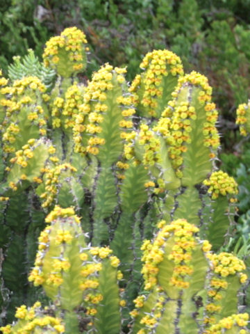 Euphorbia grandialata