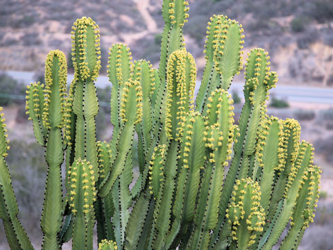 Euphorbia grandialata