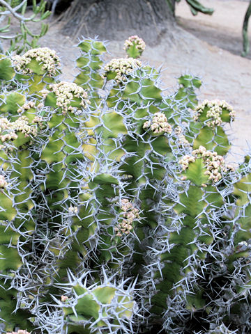 Euphorbia grandicornis