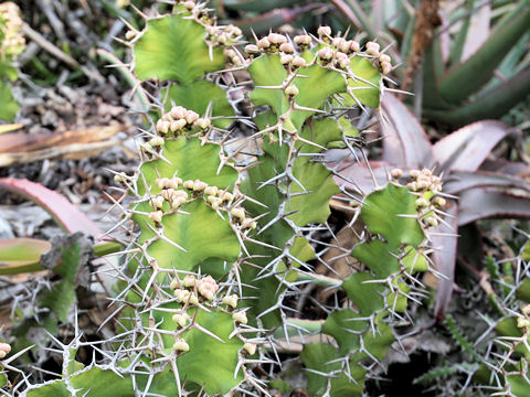 Euphorbia grandicornis