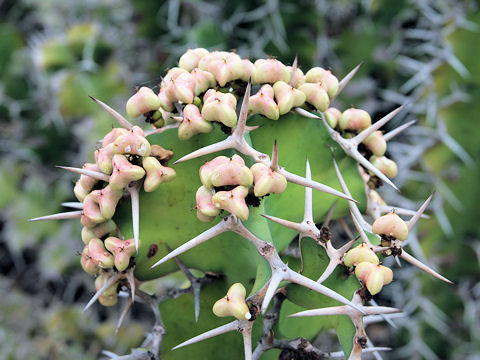 Euphorbia grandicornis