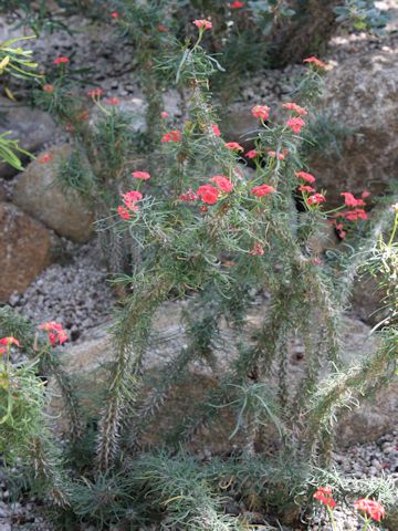 Euphorbia gottlebei