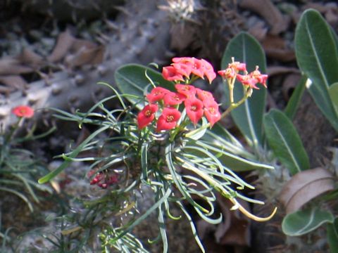 Euphorbia gottlebei