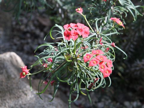 Euphorbia gottlebei