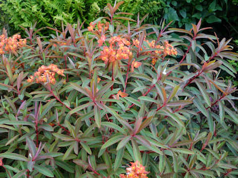 Euphorbia griffithii cv. Fireglow