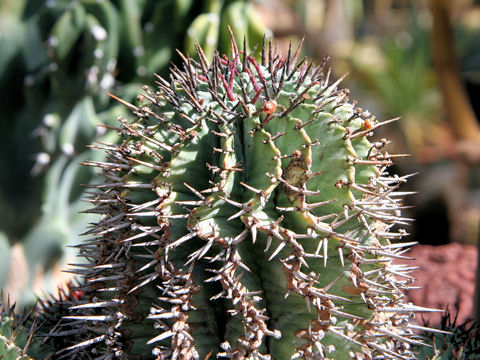 Euphorbia horrida