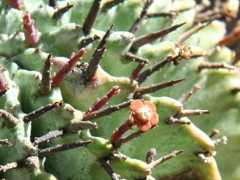 Euphorbia horrida