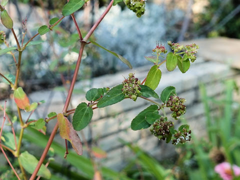 Euphorbia hypericifolia