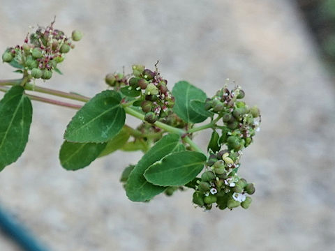 Euphorbia hypericifolia