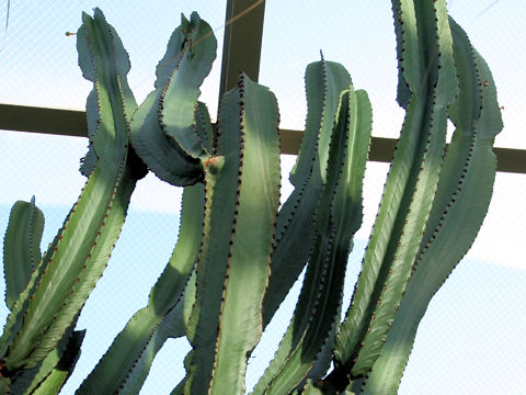 Euphorbia ingens